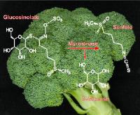 Mustard oils as chemical mace
