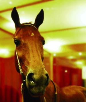 Phar Lap died of arsenic poisoning in 1932