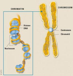 Histones