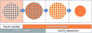 Protein Microspheres by Calcium Carbonate Templating