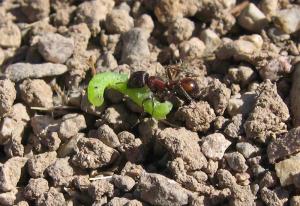 Pogonomyrmex rugosus