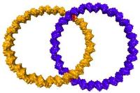 DNA Catenan