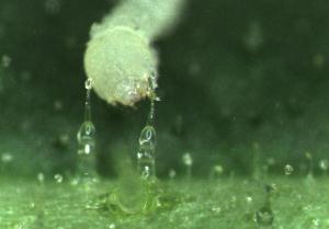 Tobacco hornworm