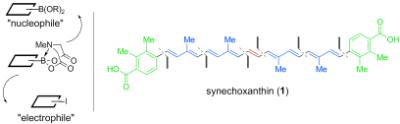 Synechoxanthin Synthesis