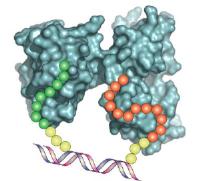 DNA Synbody