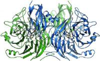 N2O-reductase