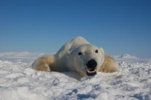 Polar bear Polar bear