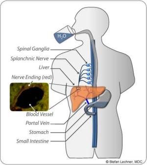 Liver osmoreceptor