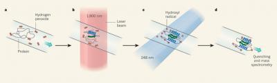 Catching Proteins in the Act of Folding