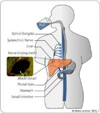 Liver osmoreceptor