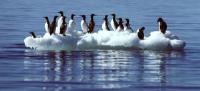 Common murres sit on floating ice