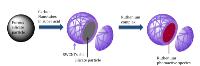 Interactions between nanotubes and photoluminescent materials