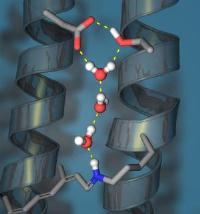 Proton transport