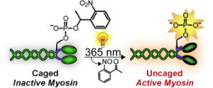 Light-triggered myosin activation