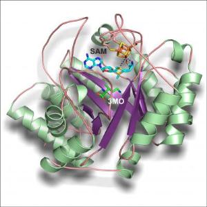 Protein PylB Catalyzes Formation of 3-methyl-ornithine