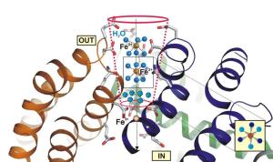 Insect Gut Microbe with a Molecular Iron Reservoir