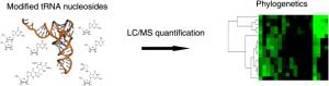 Quantification of modified tRNA nucleosides