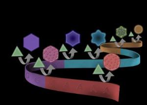 Genetic Code for Gold Nanoparticle Morphologies