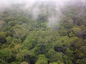 How salt in the rainforest becomes clouds