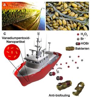 Marine biofouling