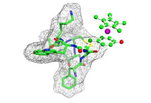 Metal-peptide complex