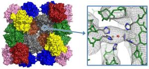 24-meric protein complex