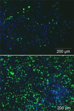 High transfection efficiency of magnetic nanoparticles visible